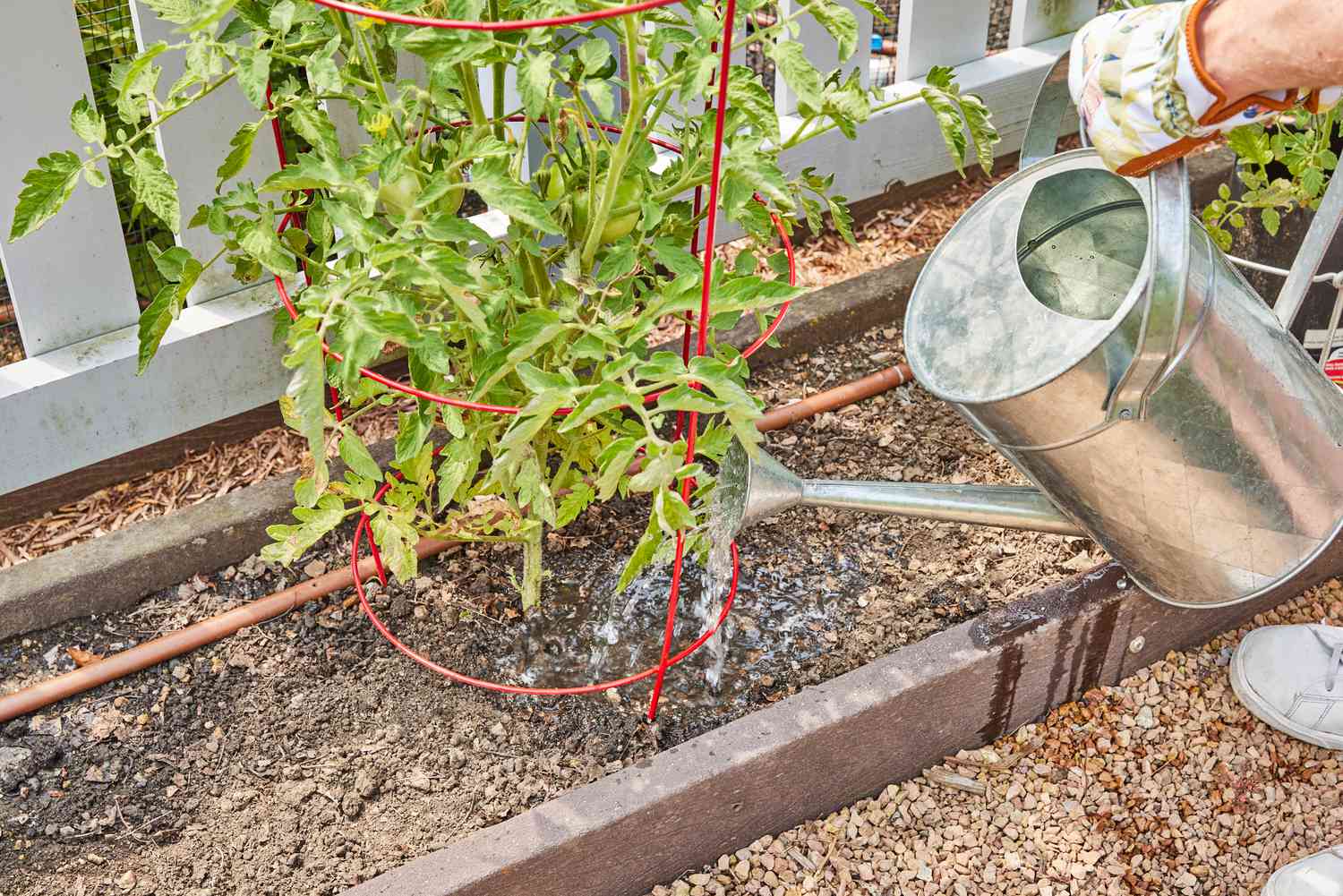 Verser du sel d'Epsom dilué dans de l'eau au pied d'un plant de tomate.