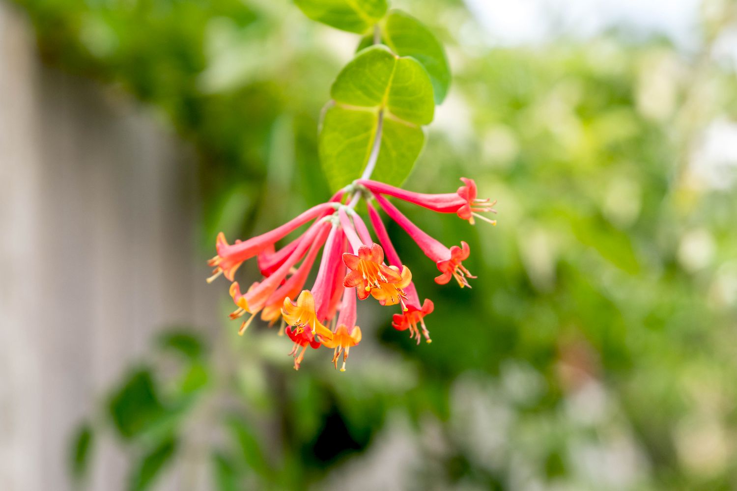 Branche de chèvrefeuille corail avec fleurs tubulaires rouges et orange gros plan