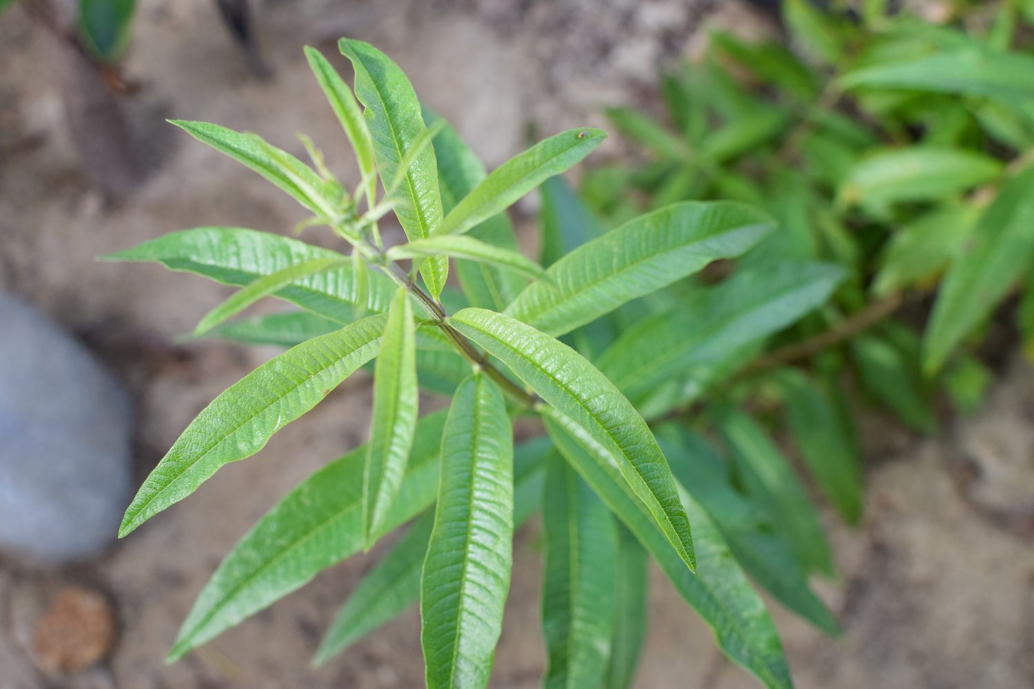 Tige de verveine citronnée vue d'en haut avec des feuilles vertes brillantes en forme de lance.