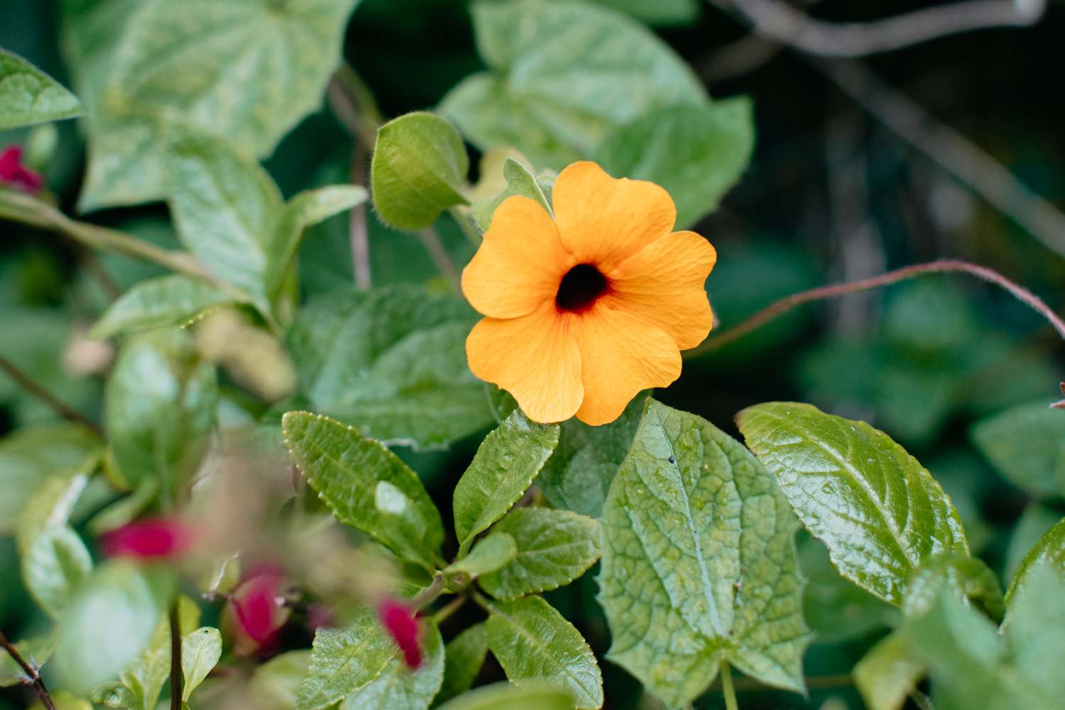 Gros plan d'une fleur de vigne Susan aux yeux noirs