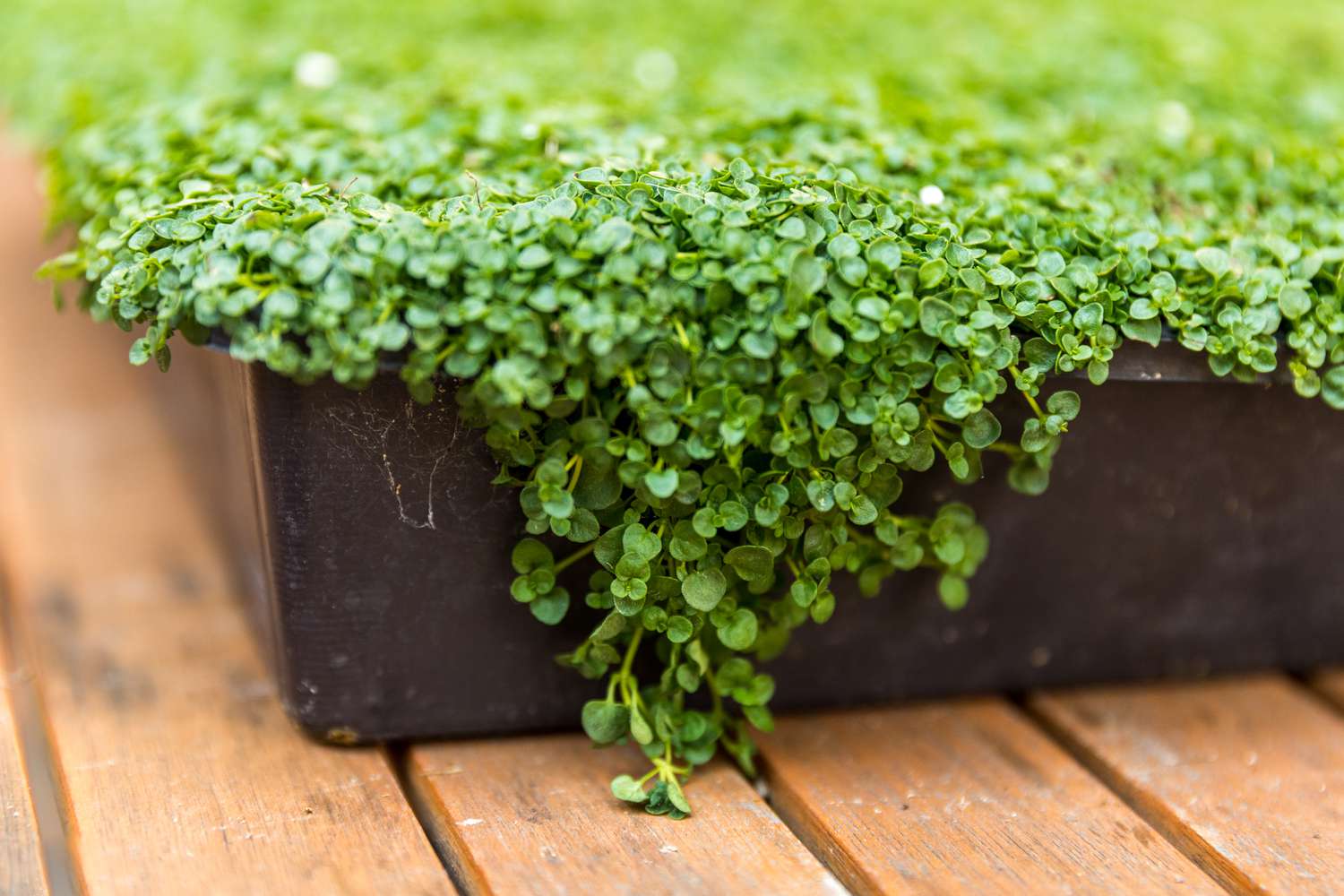 Menthe corse sortant d'un conteneur