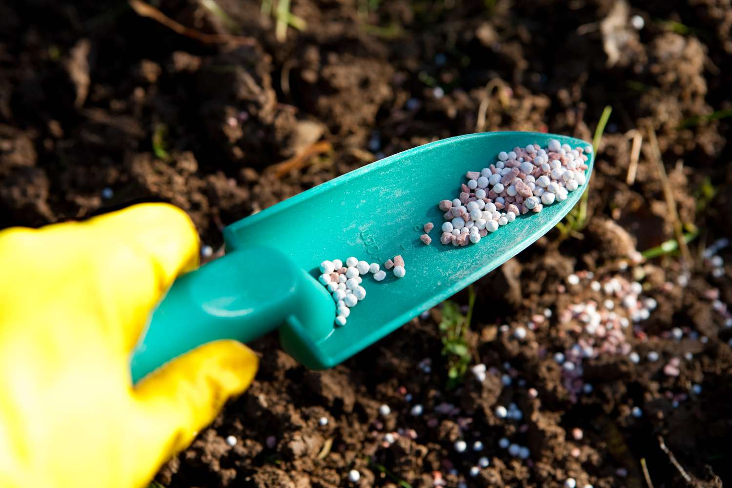 Engrais en granulés pour les plants de myrtilles