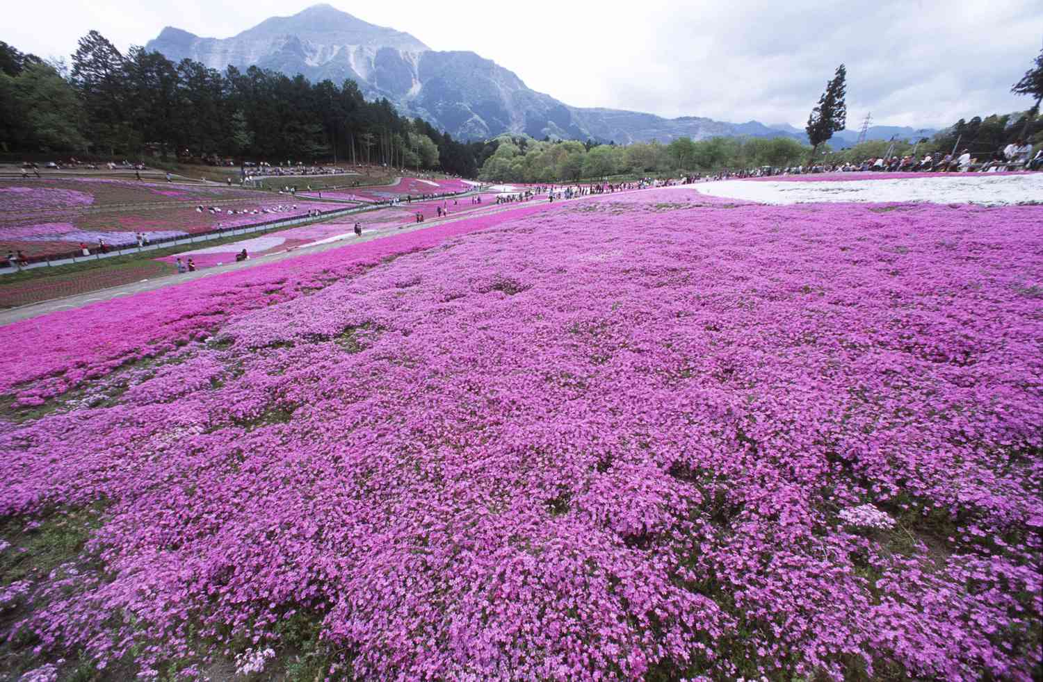 Le phlox rampant s'étend sur une surface plane.