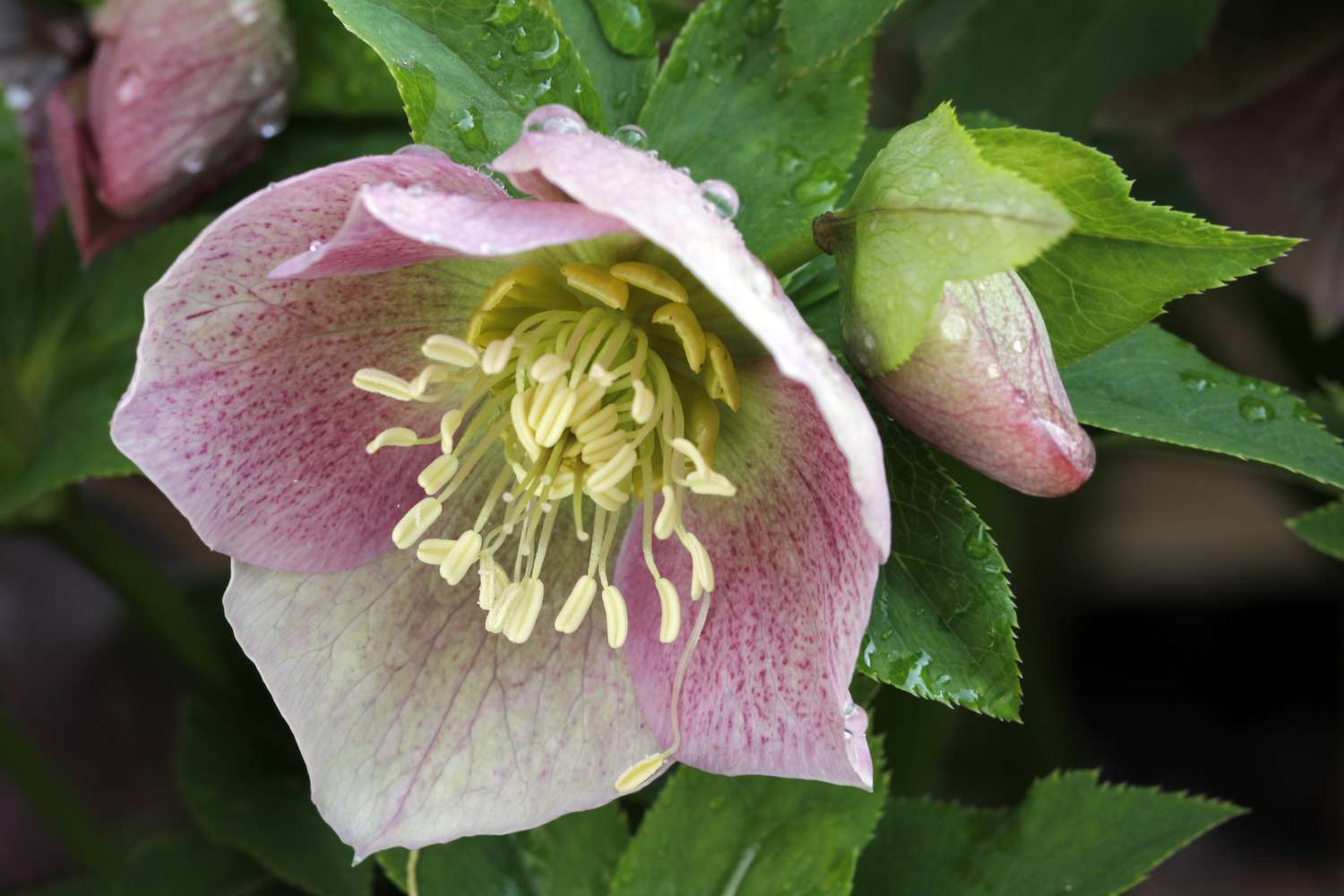Fleur rose pâle d'un rosier de Carême.