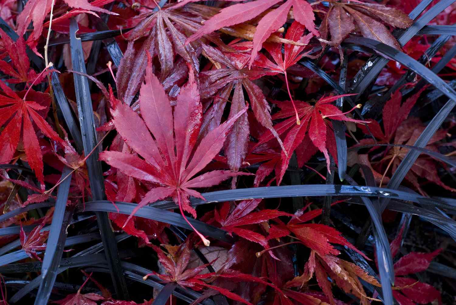 Herbe noire couverte de feuilles d'érable rouges.