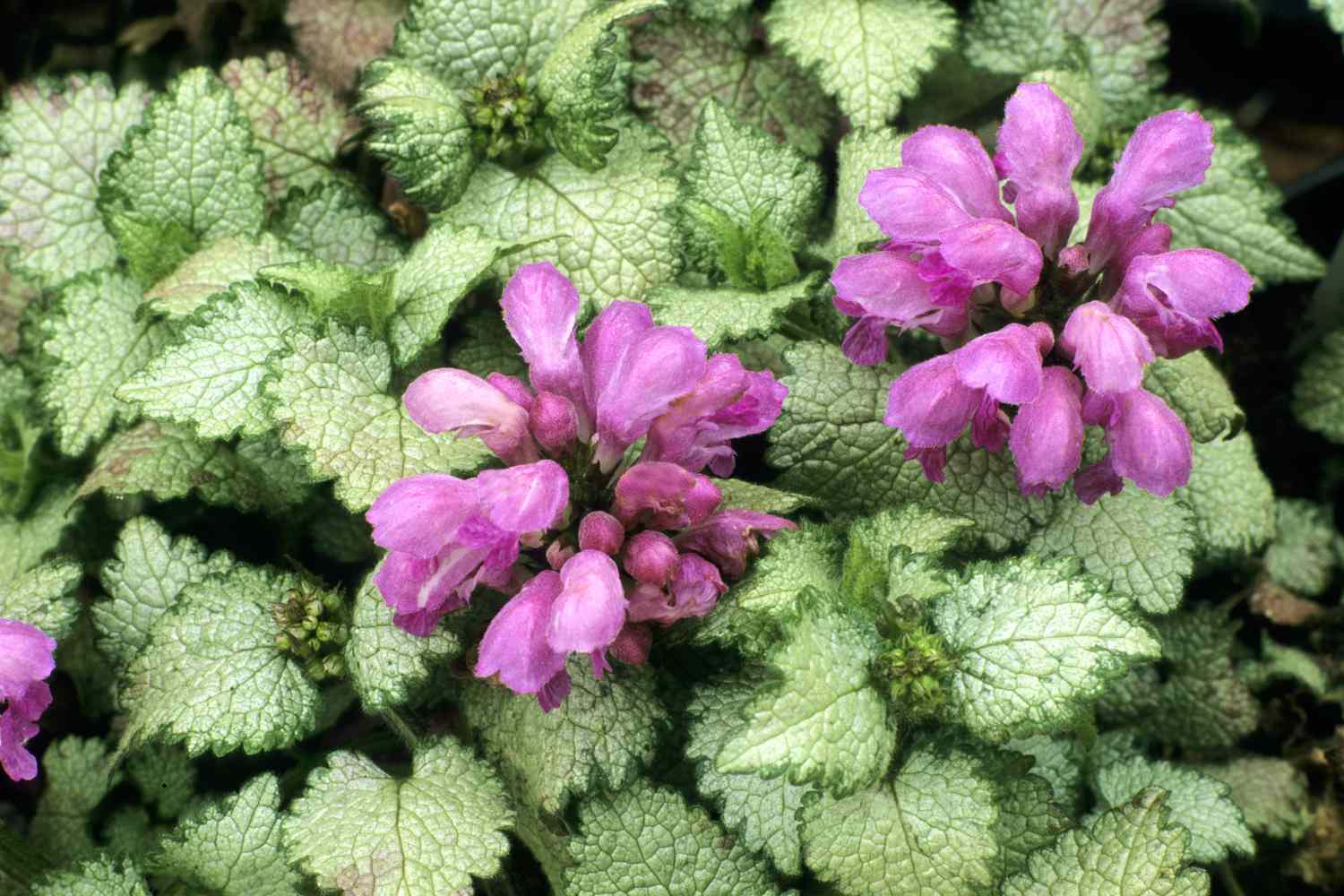 Lamium maculatum Bouclier d'argent aux fleurs roses.