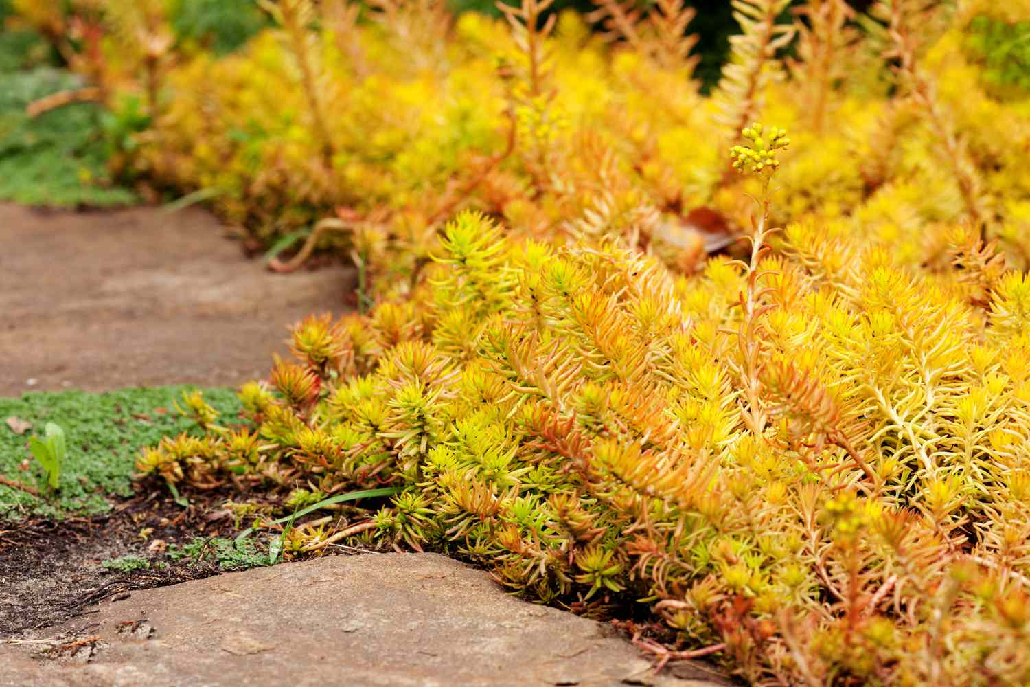 Plante de jardin rampante Sedum reflexum (Angelina), belle plante vivace succulente à croissance lente avec des feuilles charnues et dorées, orpin réfléchi, orpin de pierre ou encore matricaire.