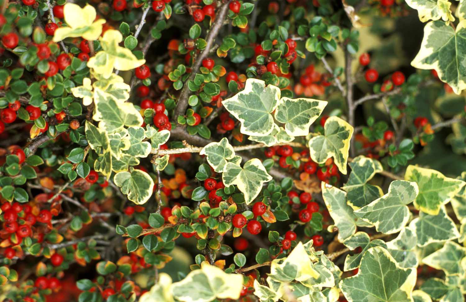Hedera helix 'glacier' (lierre panaché) sur fond de baies de cotoneaster.