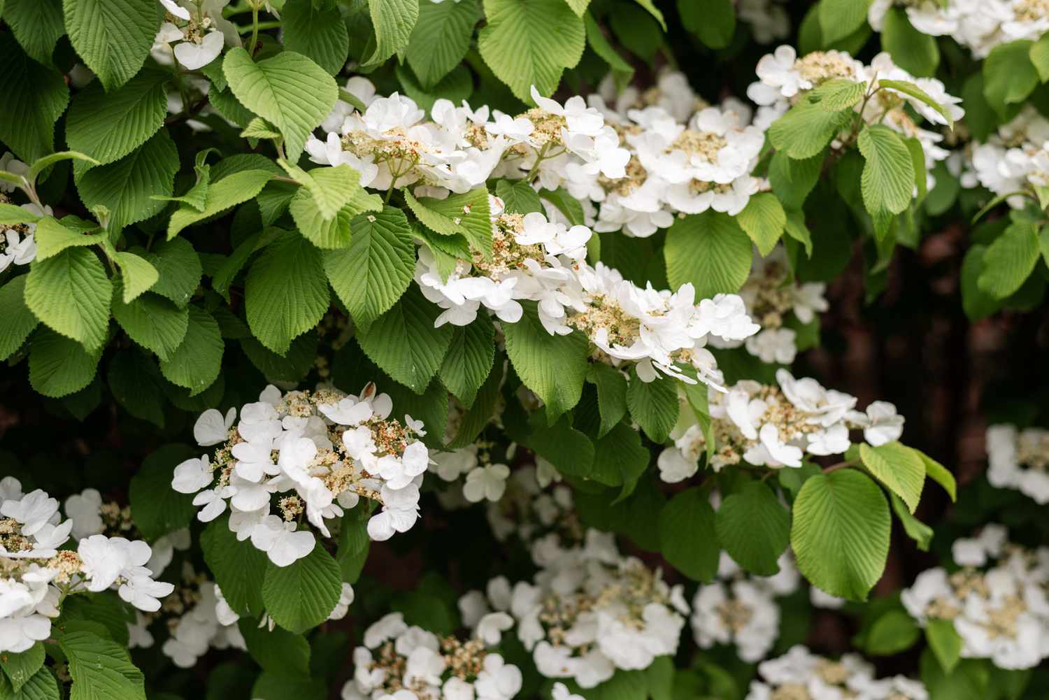 Buisson d'hortensia grimpant avec des lianes étendues et des grappes de fleurs blanches.