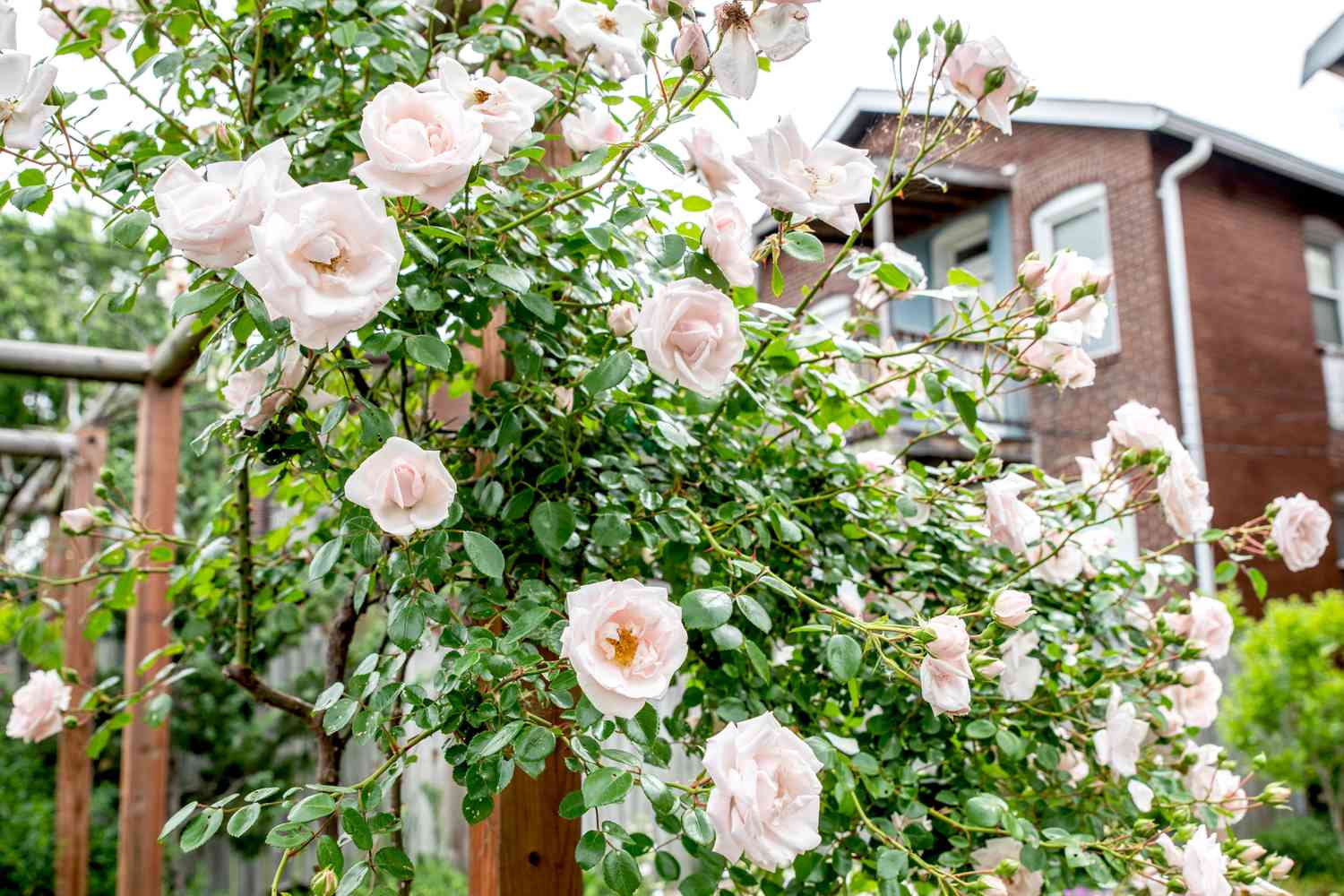 Rosiers grimpants sur treillis en bois avec de grands rosiers blanc-rose