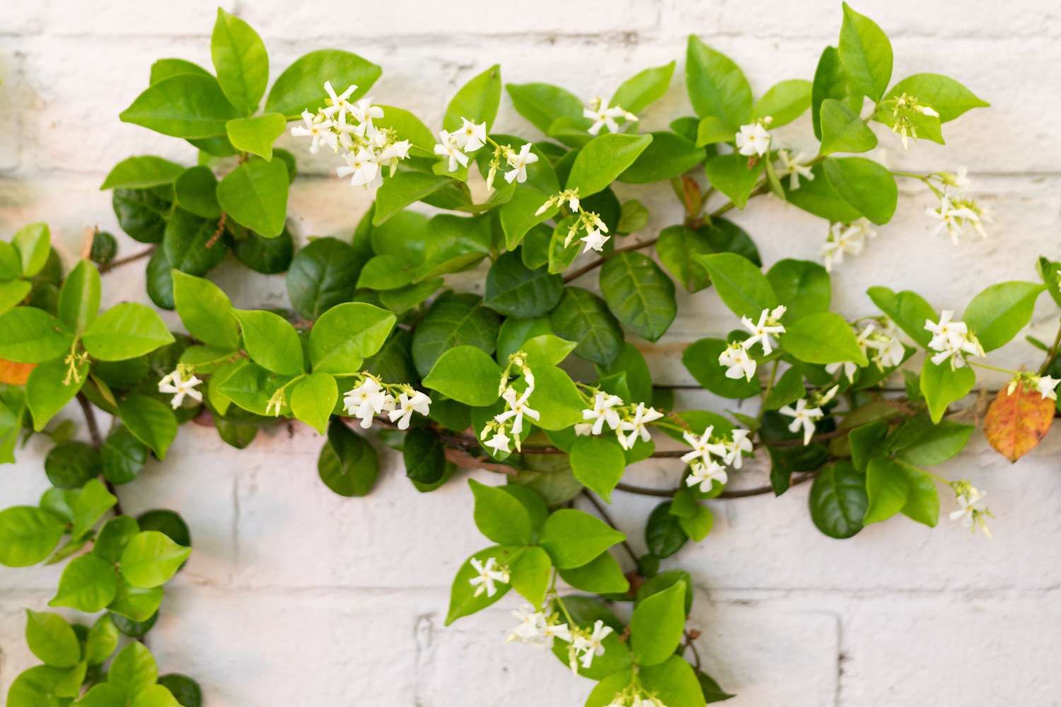 Vignes de jasmin étoilé grimpant sur un mur de briques blanches avec de petites fleurs blanches en épingles.