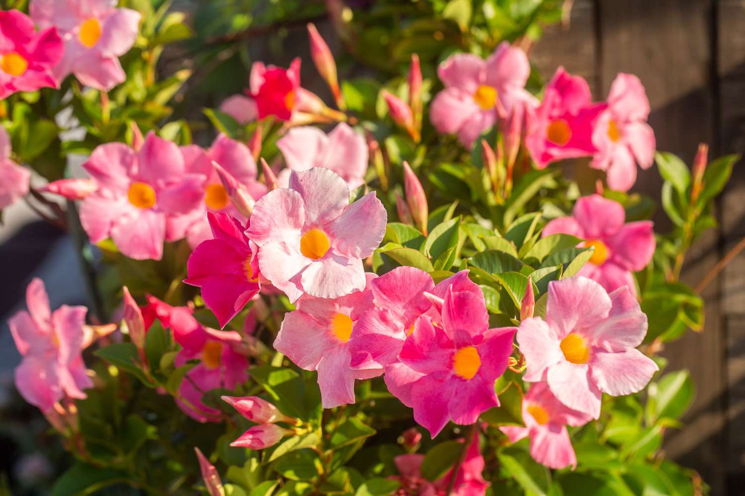 Vigne Mandevilla avec des fleurs rose clair et rose foncé avec des centres et des bourgeons jaunes gros plan