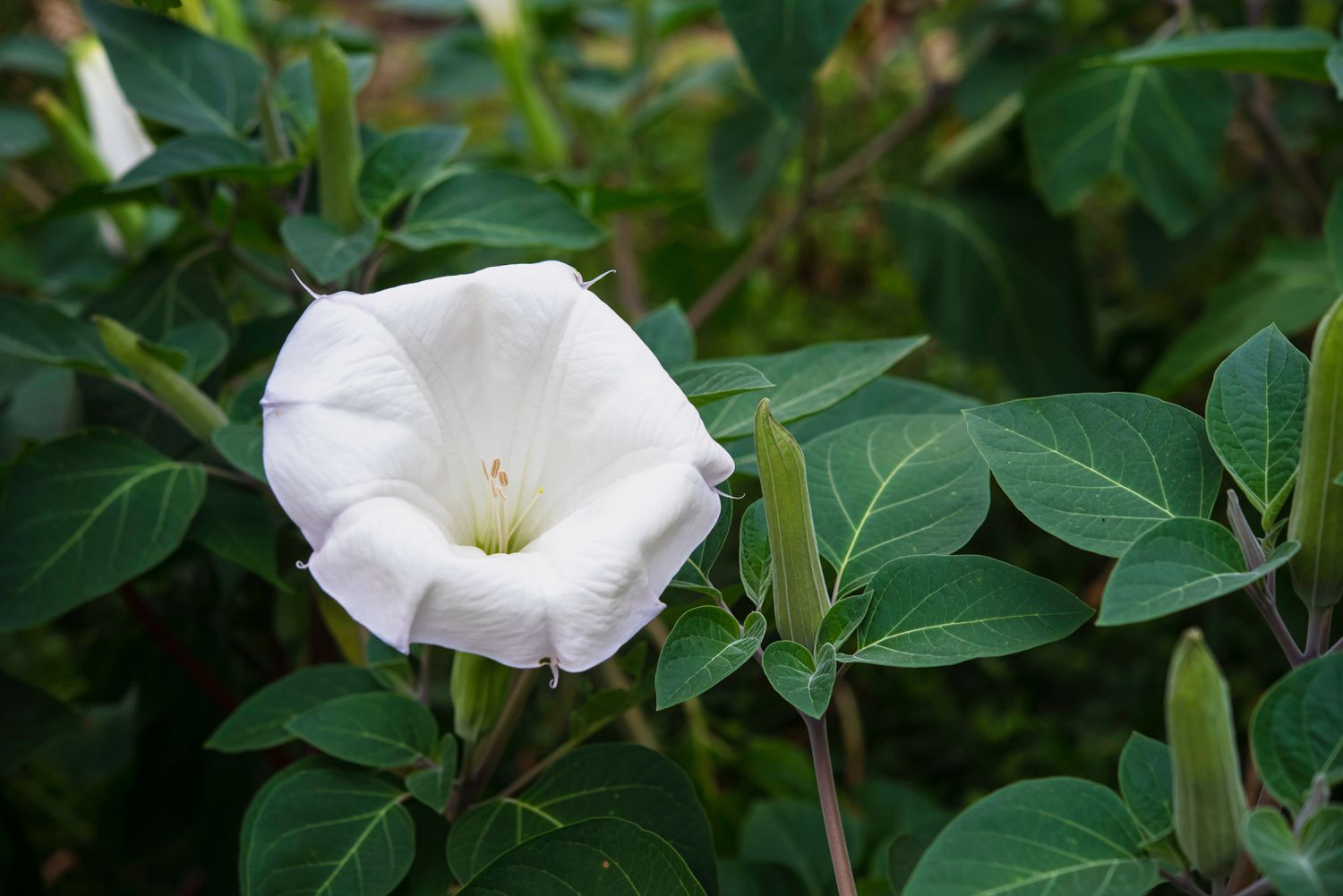 Fleur de lune à floraison blanche en forme de trompette entourée de feuilles vertes foncées en forme de cœur.