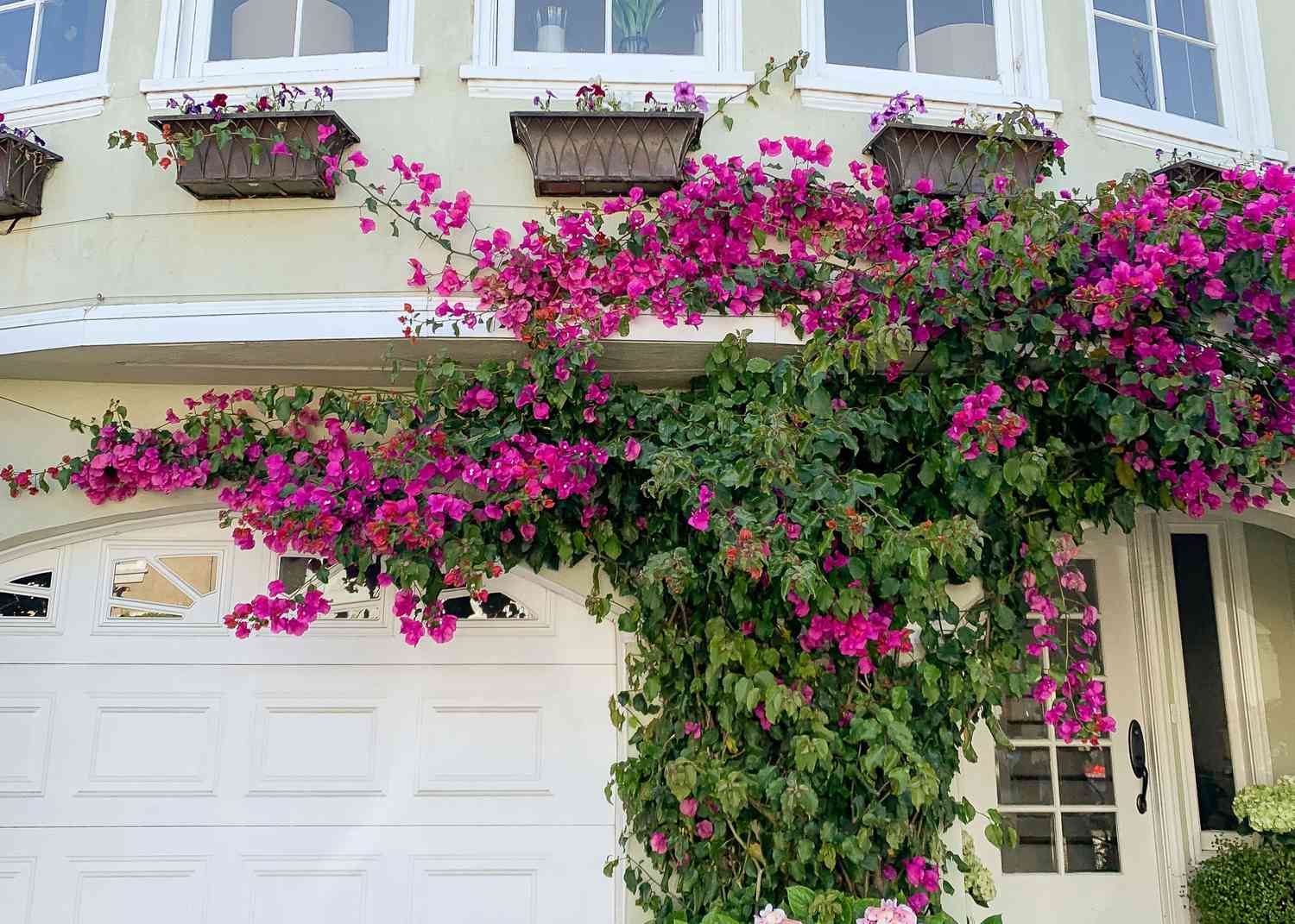 Vigne de bougainvilliers avec bractées de fleurs magenta grimpant à l'extérieur d'une maison.