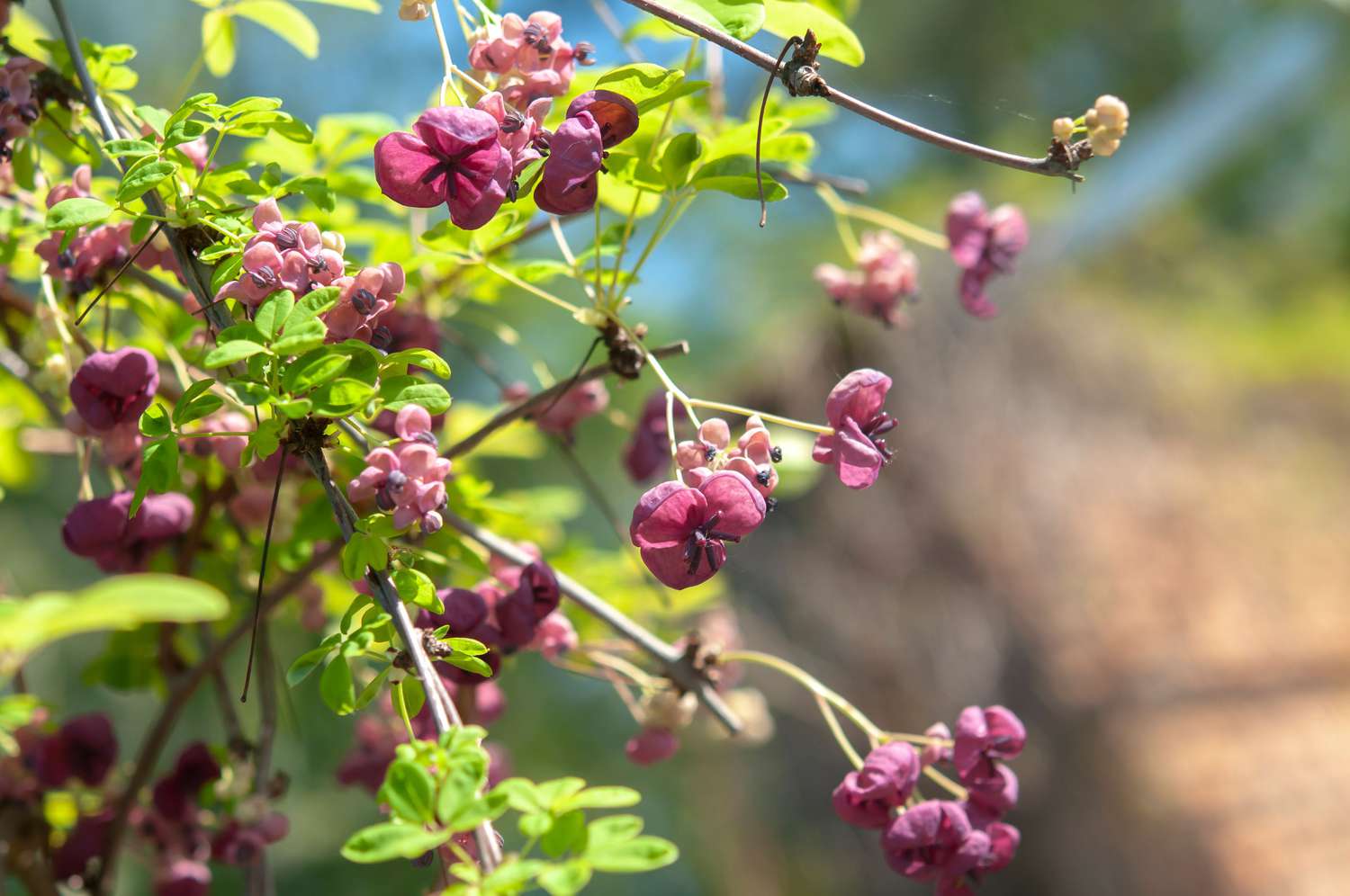 Vigne chocolat avec des fleurs brun-pourpre sur des branches fines avec des feuilles oblongues gros plan