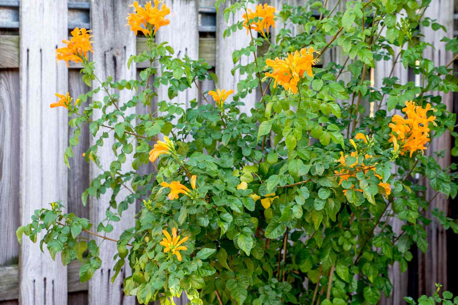 Chèvrefeuille du Cap avec des fleurs en forme de trompette orange grimpant sur une clôture en bois.
