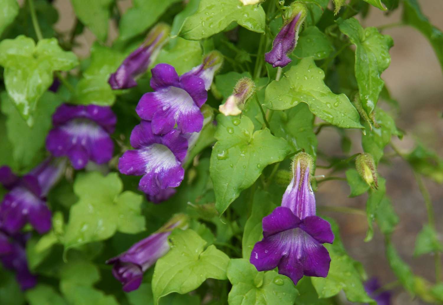 Vigne de muflier avec des fleurs violettes et blanches en forme de trompette et des feuilles vertes brillantes en forme de pointe de flèche, gros plan.