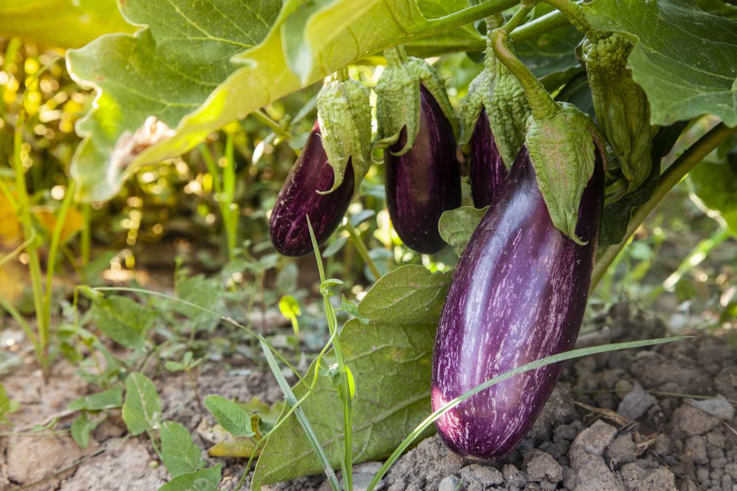 Aubergines