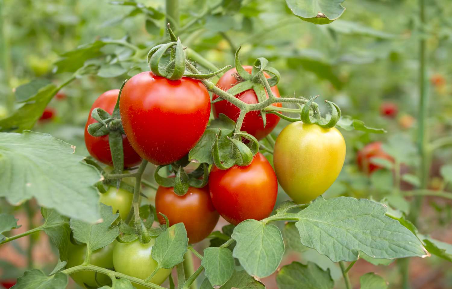 Tomates