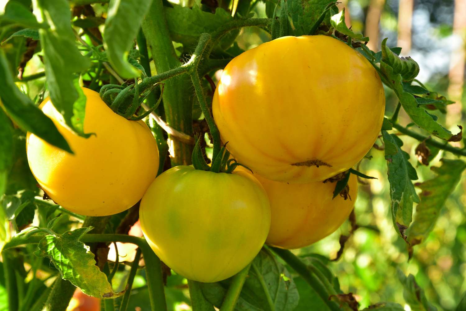 tomates carolina gold