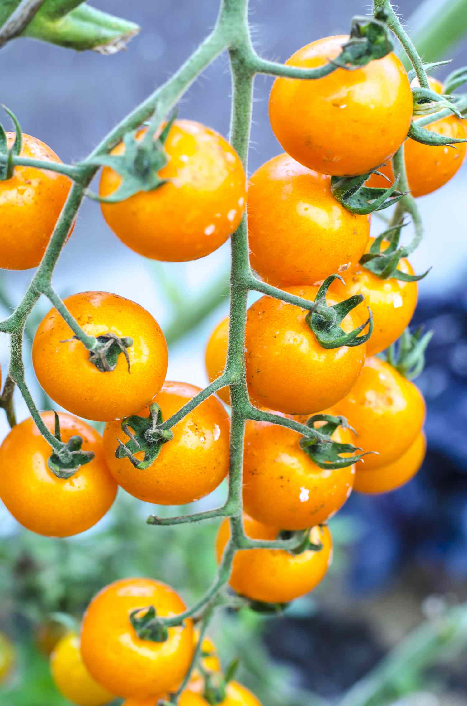 Tomates cerises dorées sur pied