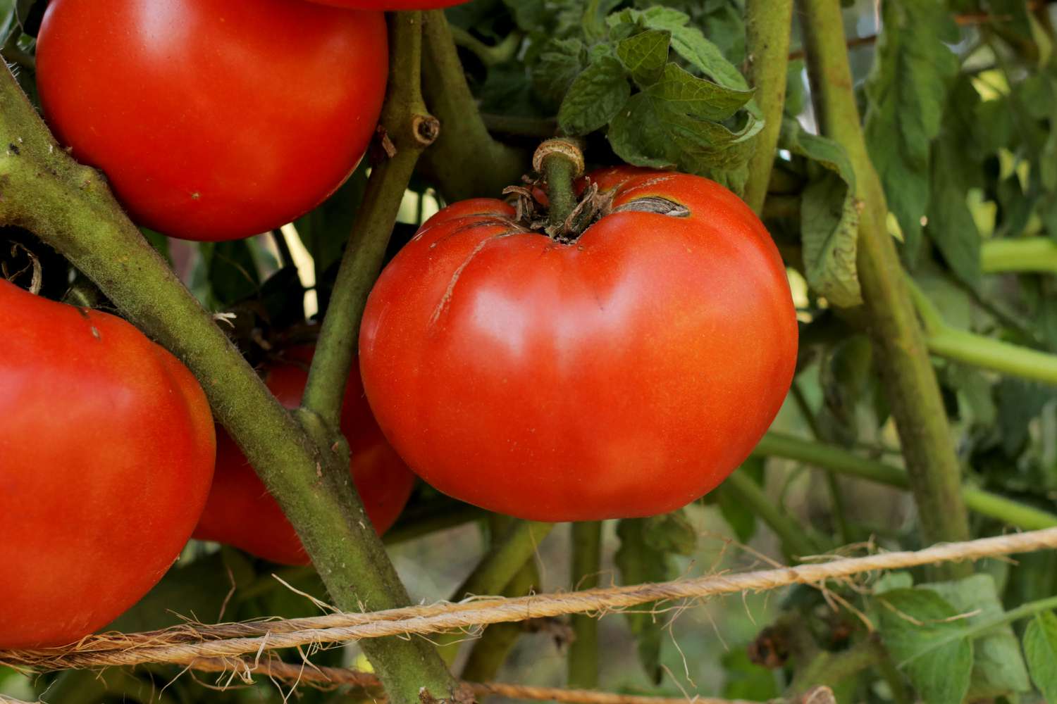 Gros plan sur des tomates beefsteak