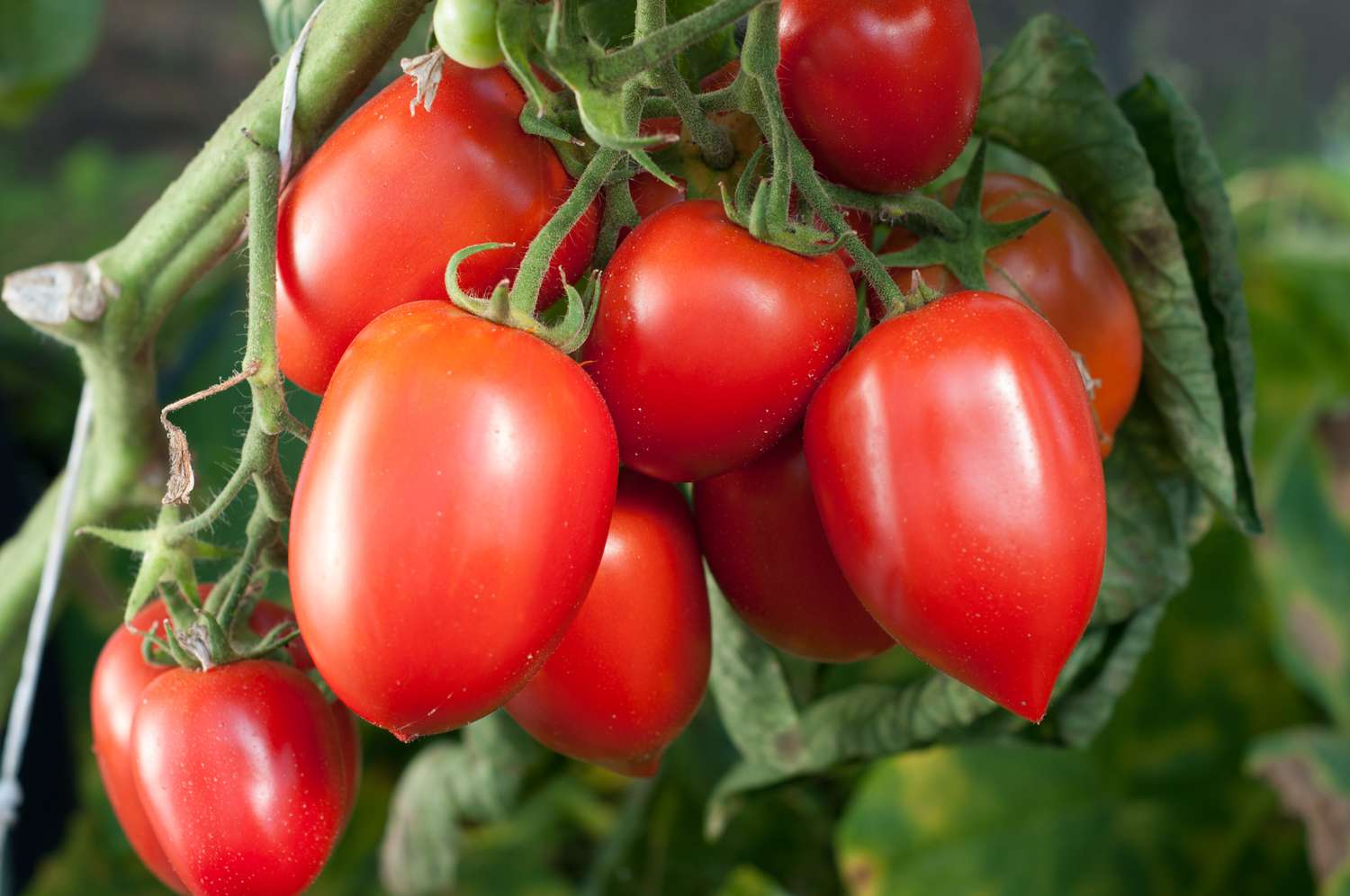 Petites tomates hybrides rouge vif