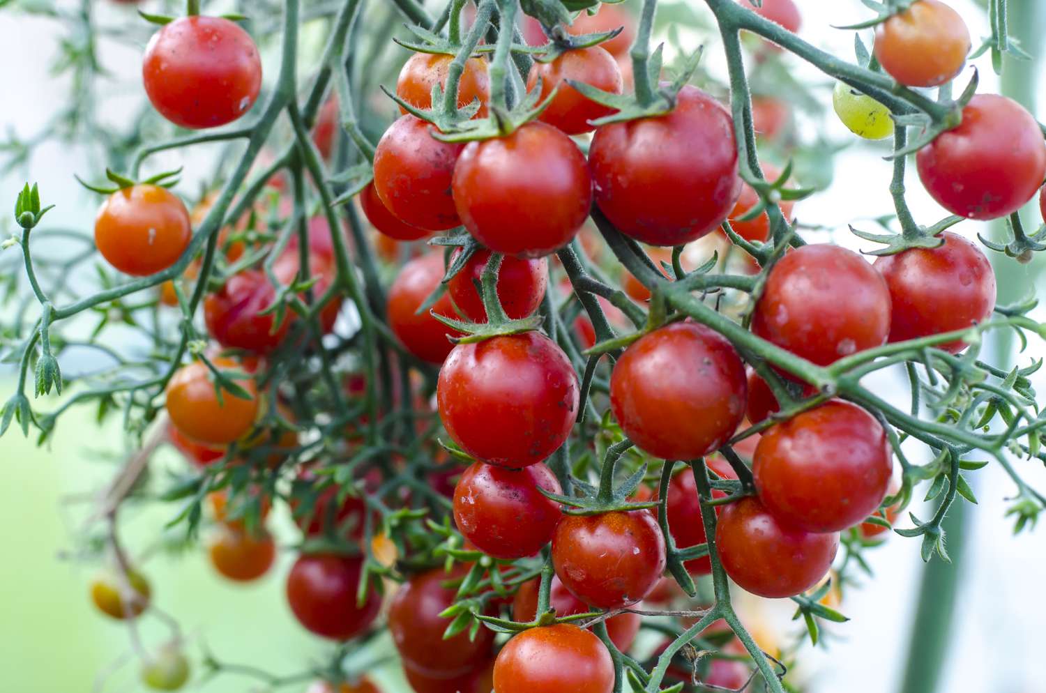 Tomates en grappe Tumbler