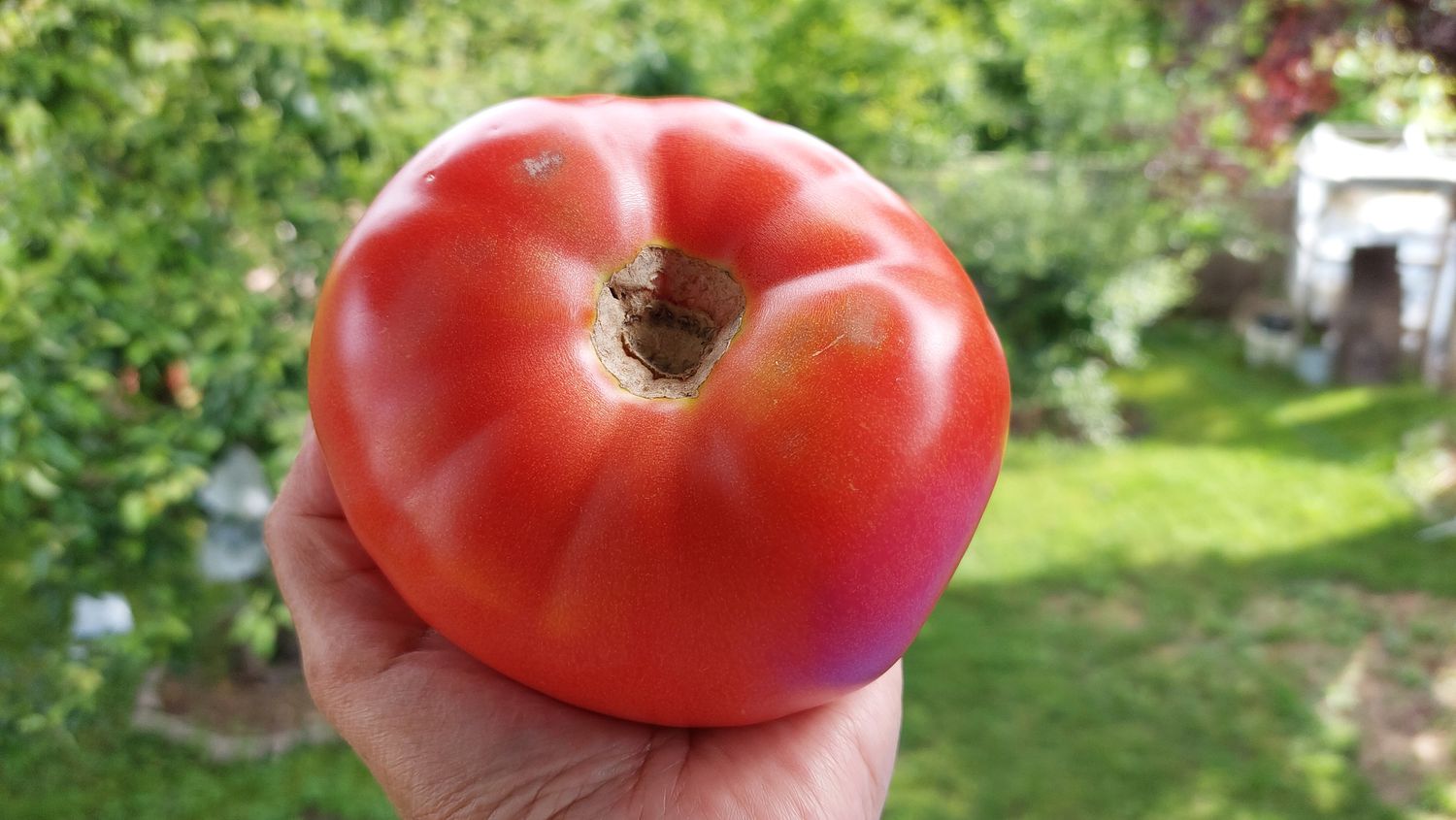 Tomate géante sur la paume de la main