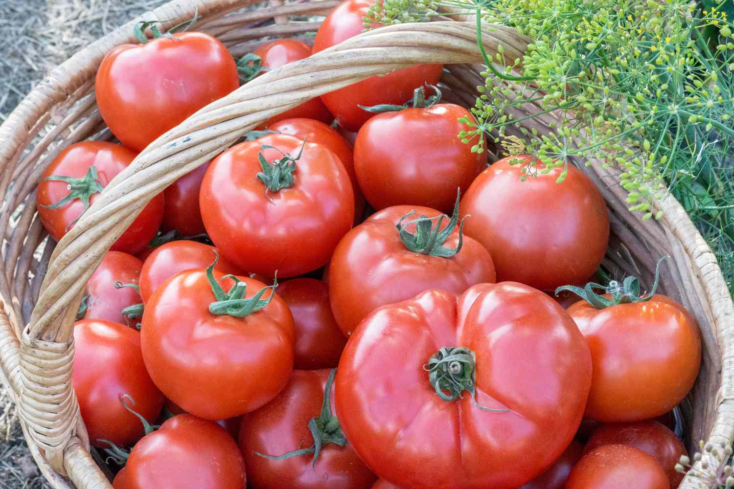 Grosses tomates rouges récoltées dans un panier