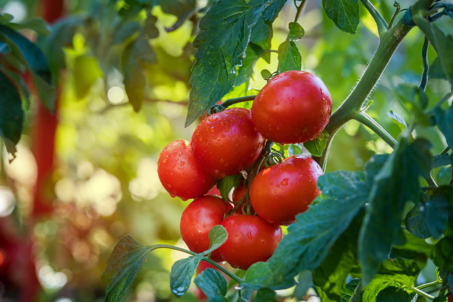 Arrosage d'un plant de tomate en serre