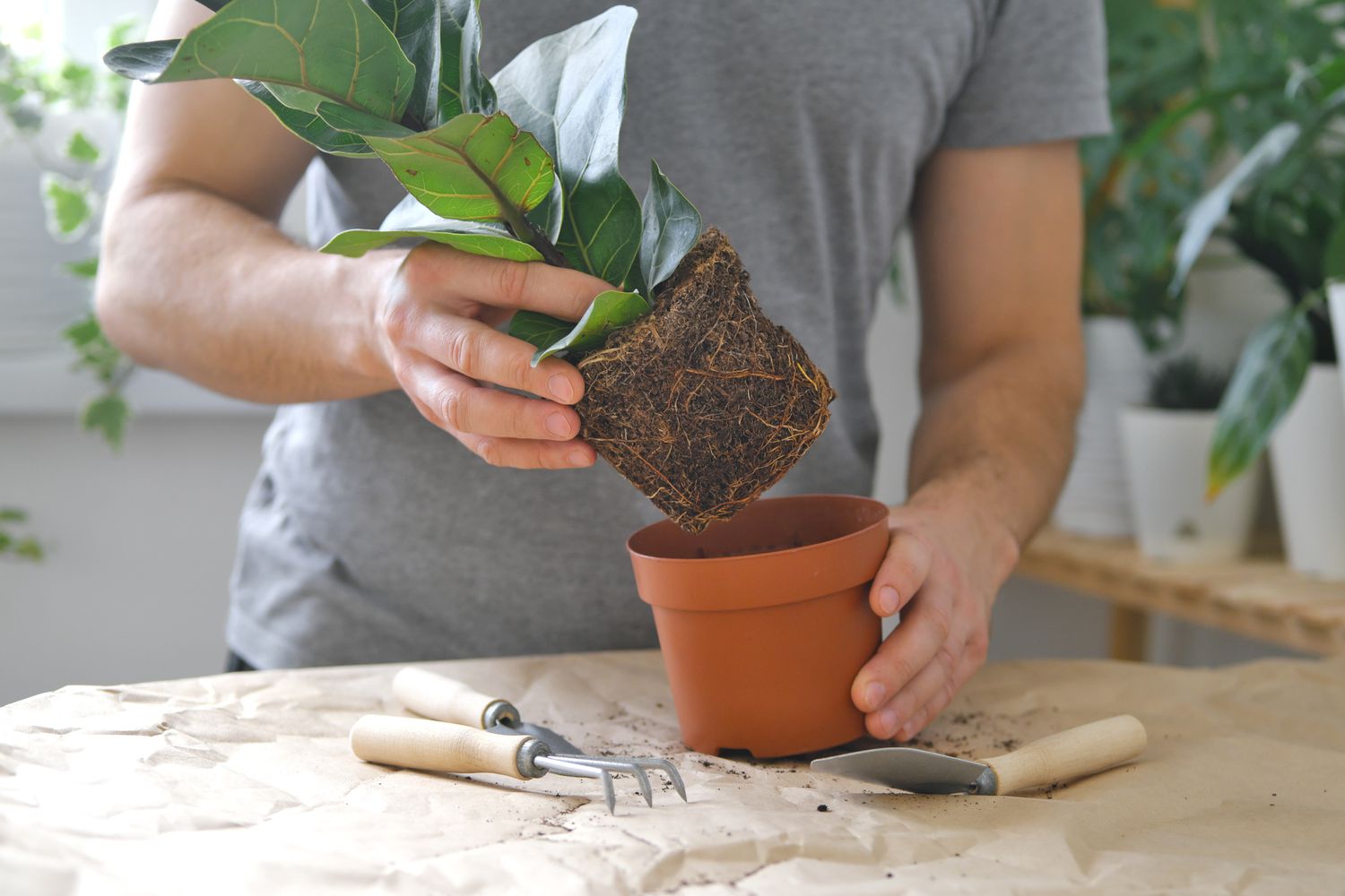 Retirer la plante en pot du pot