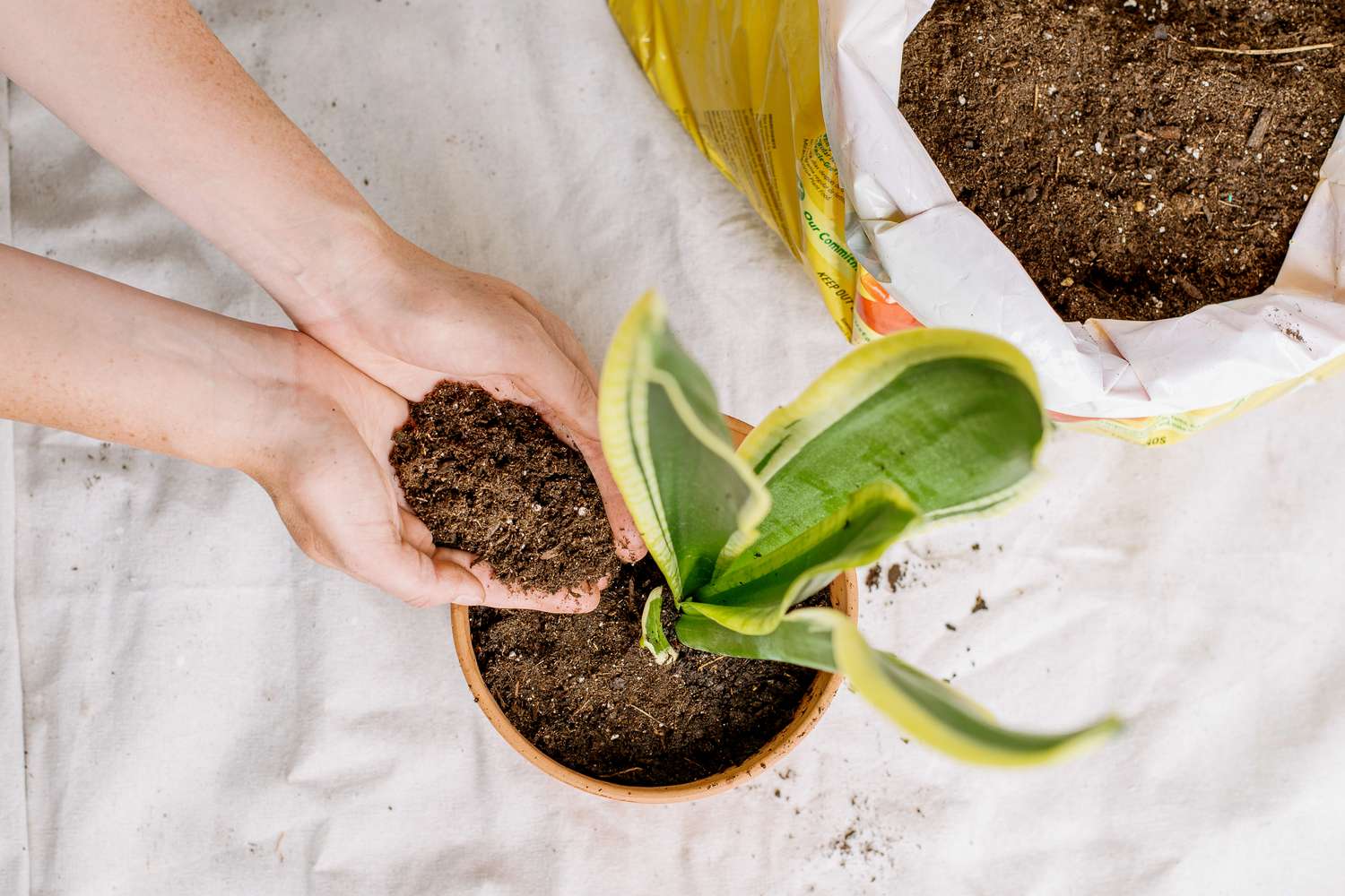 Rempotage des plantes serpents divisées