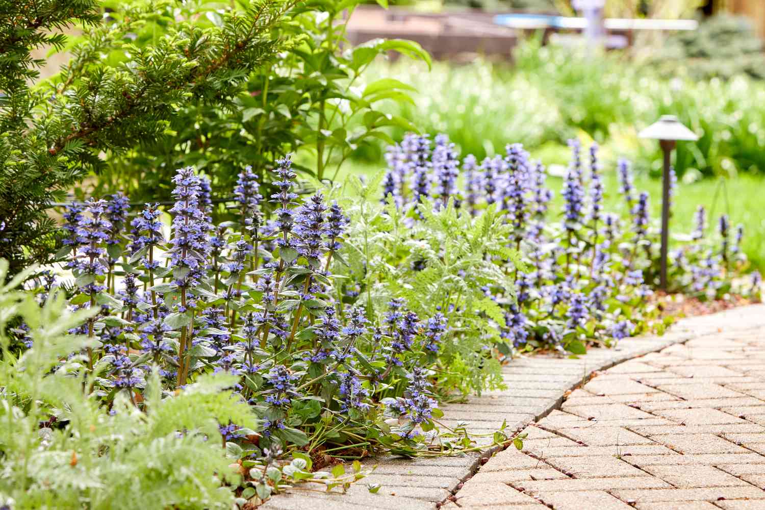 Bugleweed ajuga 'Catlin's Giant' (L'Ajuga de Catlin)