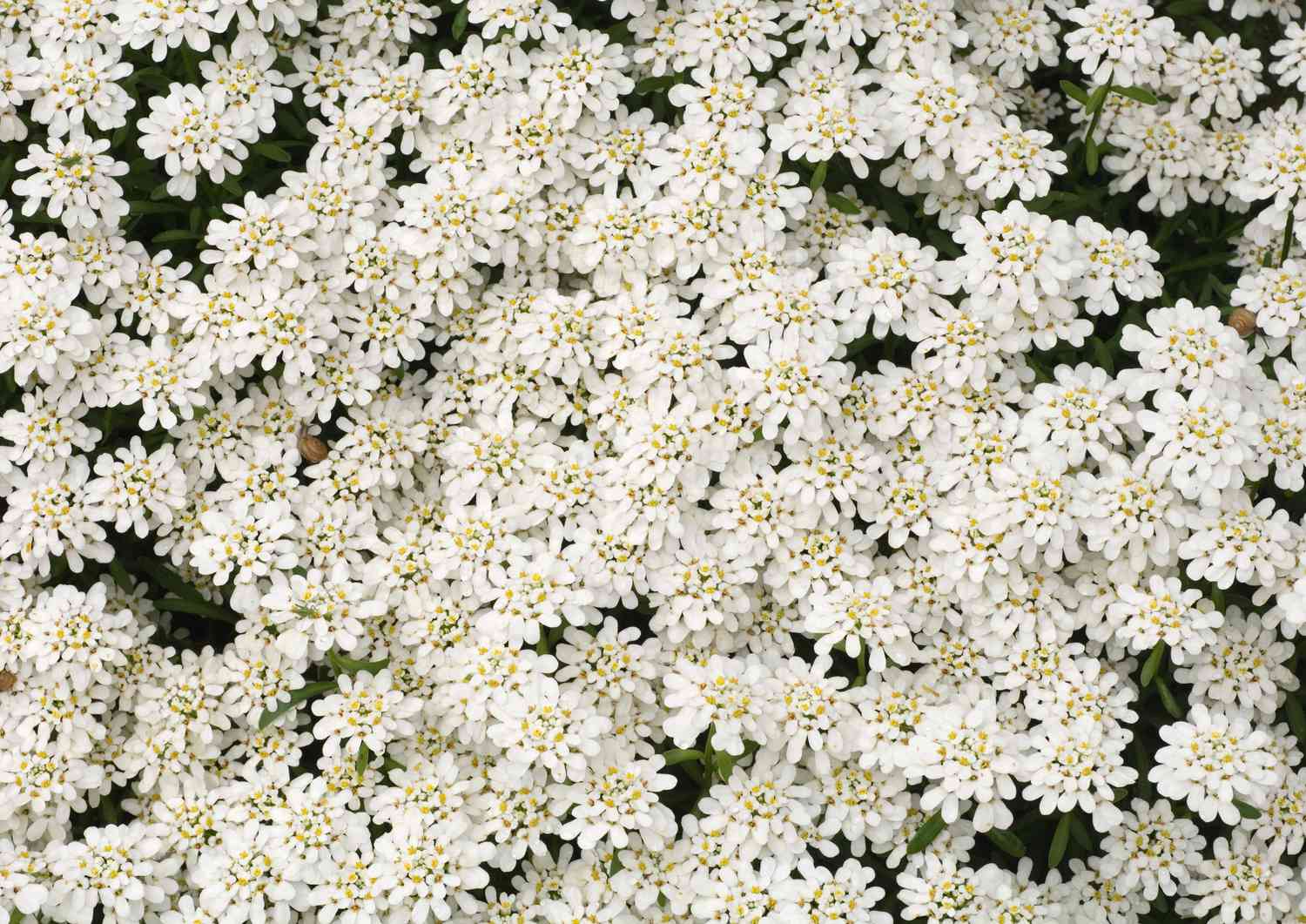 Fleurs de Candytuft poussant en masse.