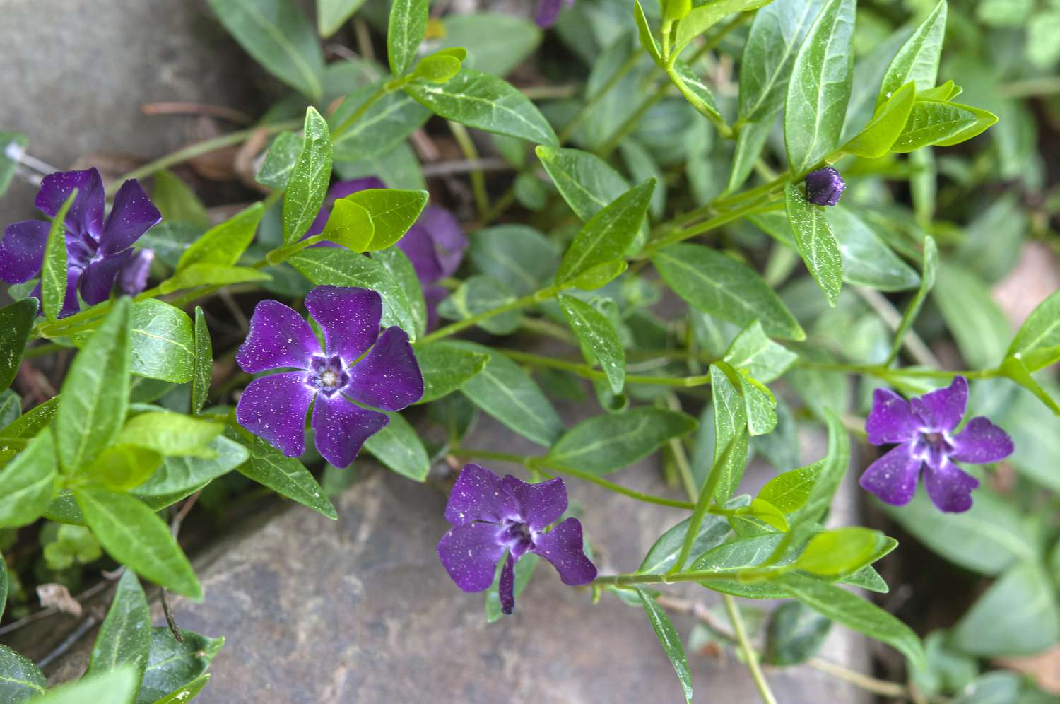 Fleurs de Vinca minor avec de petits pétales violets sur des plantes vivaces tolérantes à la sécheresse et sur des rochers.