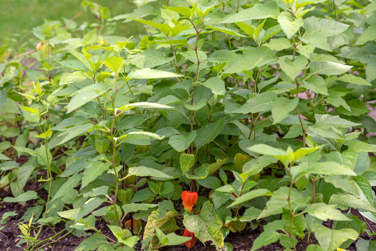 Plante lanterne chinoise avec de grandes feuilles vertes moyennes et une gousse papyracée orange.