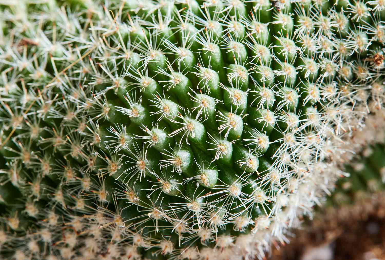 gros plan d'un cactus cérébral