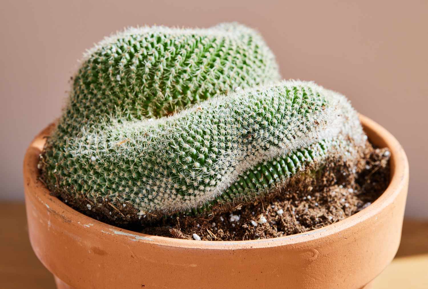 cactus cérébral dans un pot en terre cuite