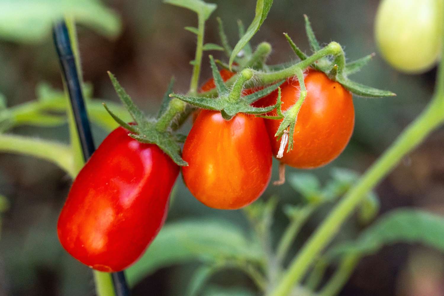 Plusieurs tomates San Marzano commençant à mûrir