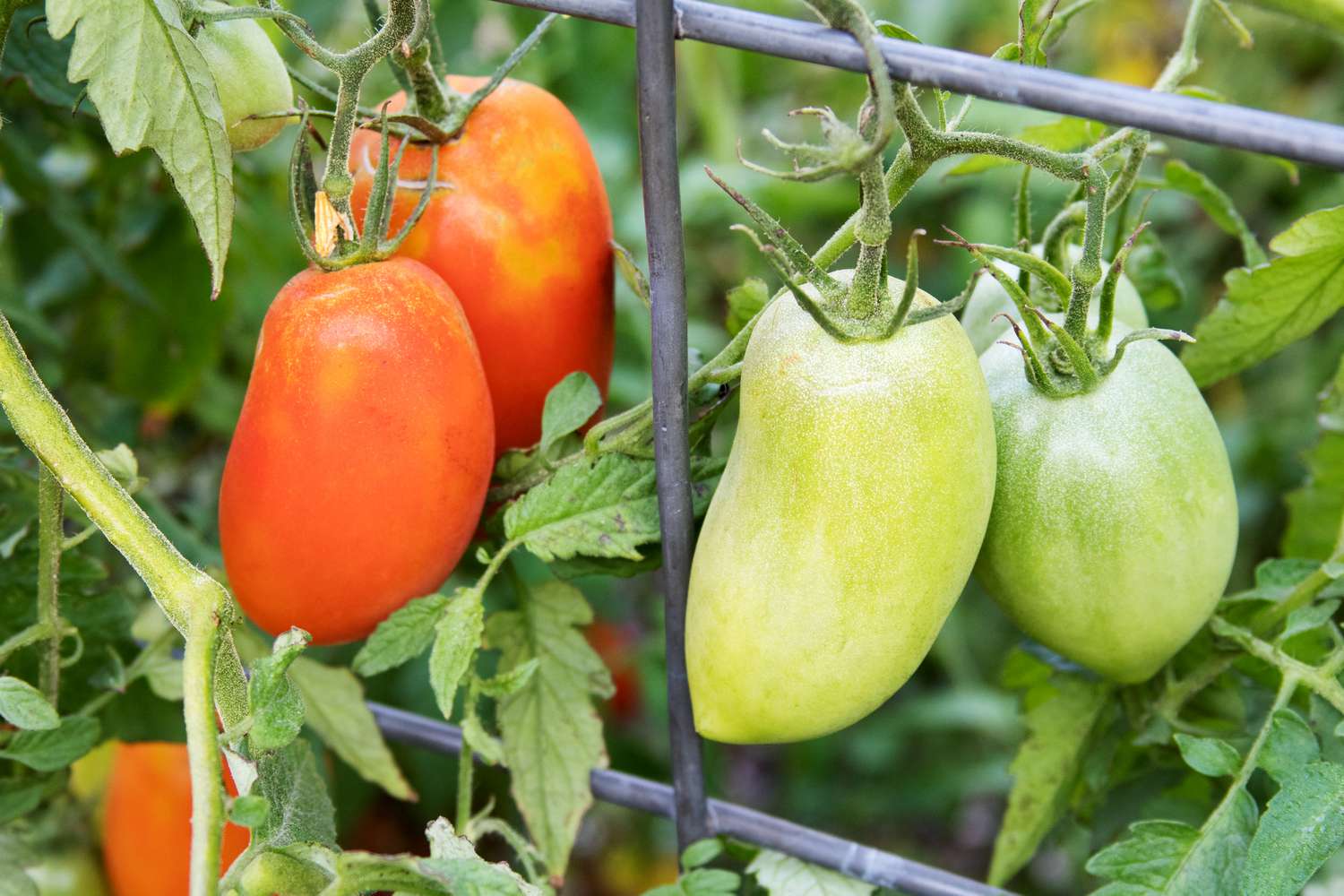 Tomates Roma rouge-orange et vertes suspendues à une tonnelle métallique gros plan