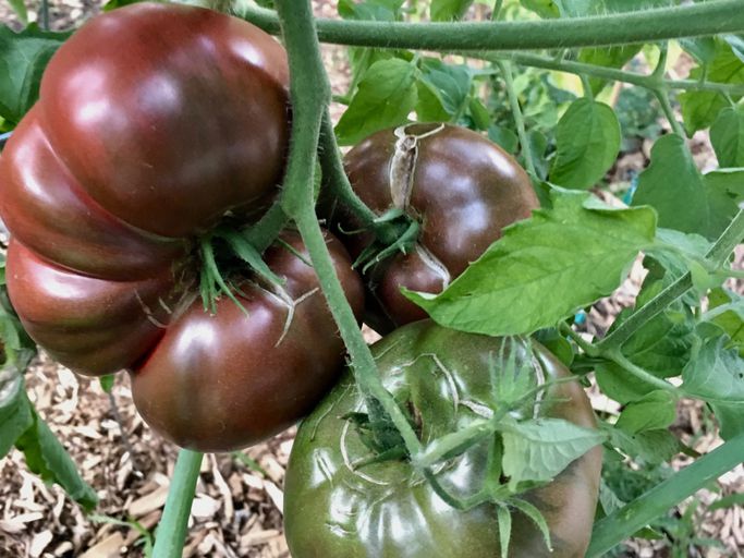 Tomate Cherokee Purple