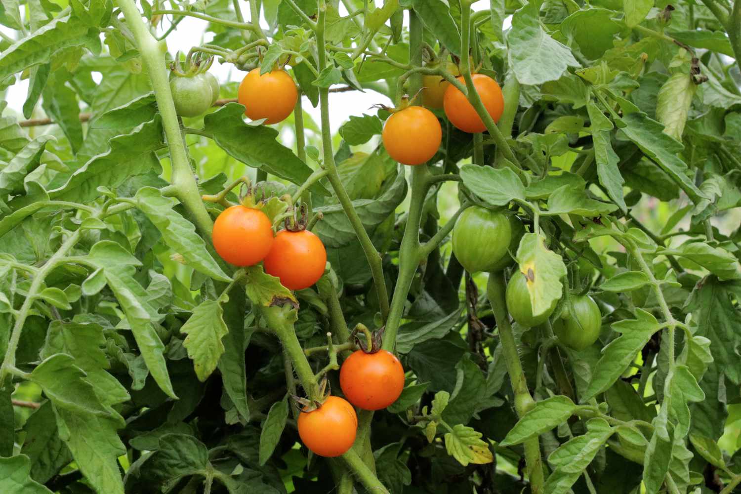 Comment cultiver des tomates sungold