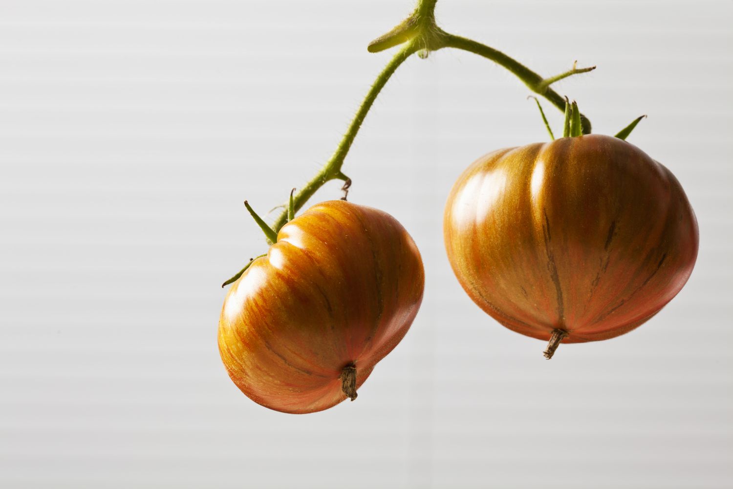 Tomates rayées