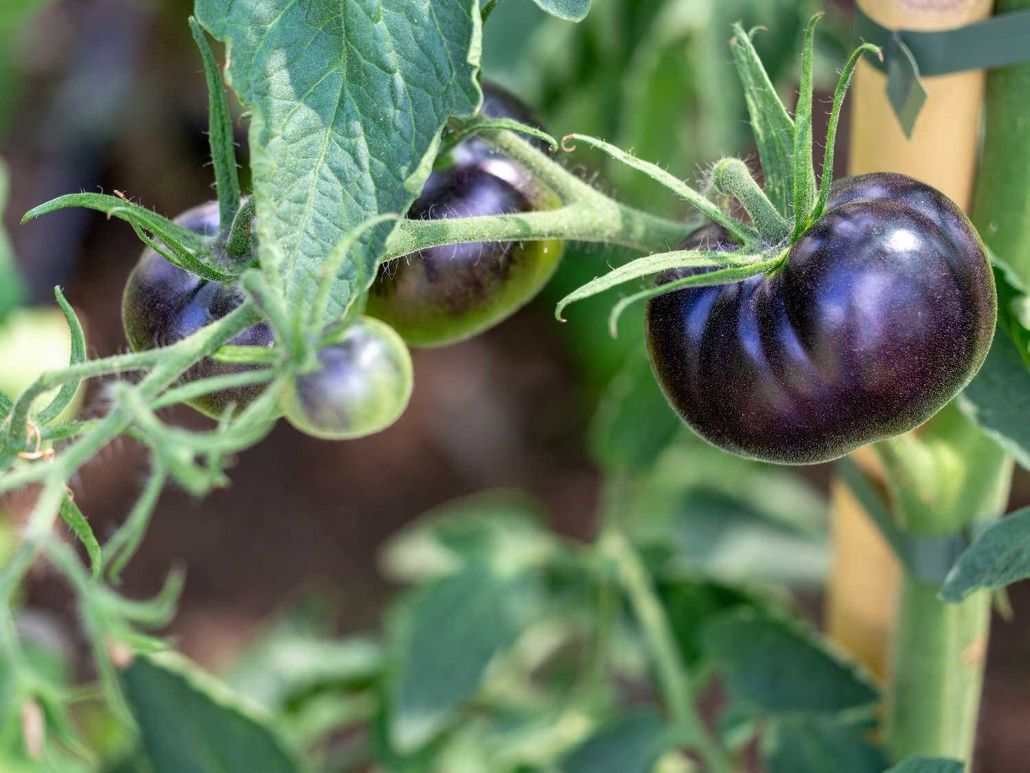 Tomates Black Beauty mûrissant sur la vigne