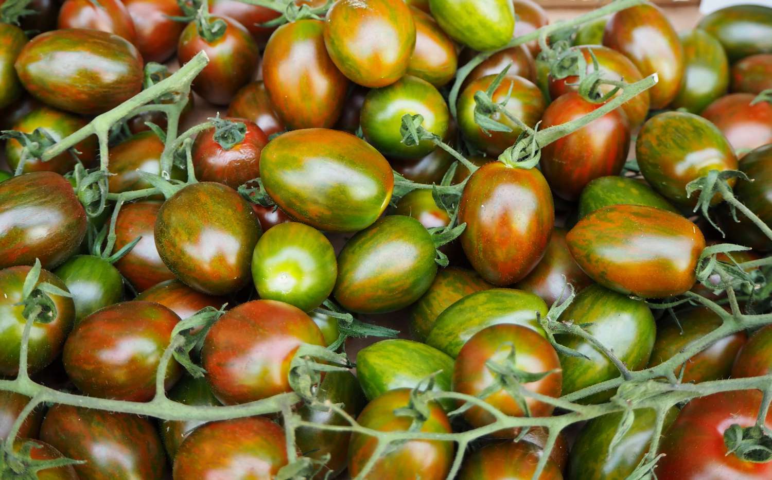 gros plan de petites tomates dattorino rouges et vertes d'Italie sur la vigne