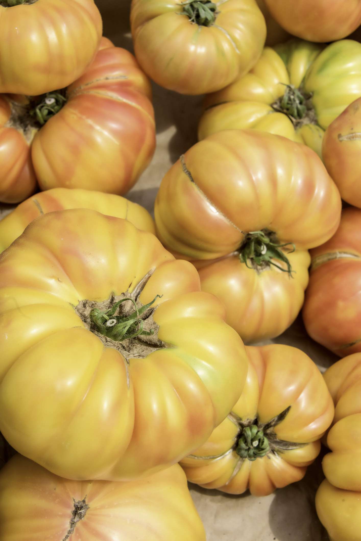 Grosses tomates jaunes beefsteak à rayures rougeâtres