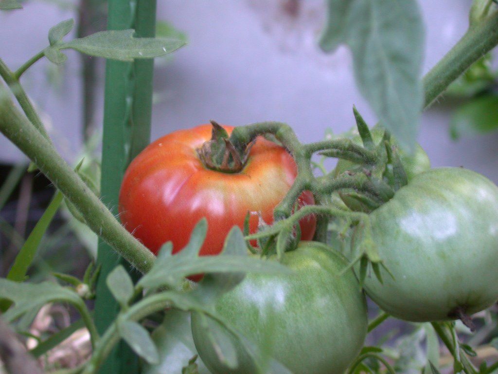 Une tomate rouge mûre est suspendue à une vigne derrière deux tomates vertes non mûres.