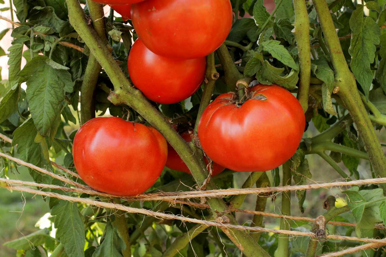 Tomates Beefsteak enveloppées de ficelle