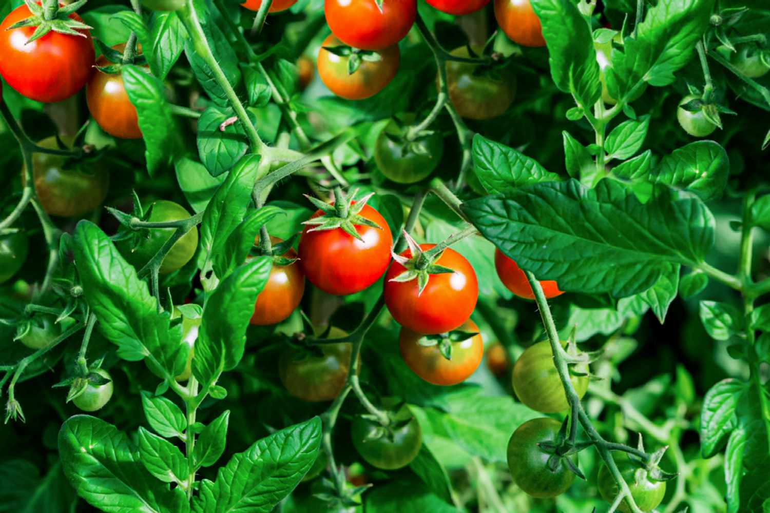 Plants de tomates Matina avec des tomates rouge vif suspendues dans les vignes et les feuilles.